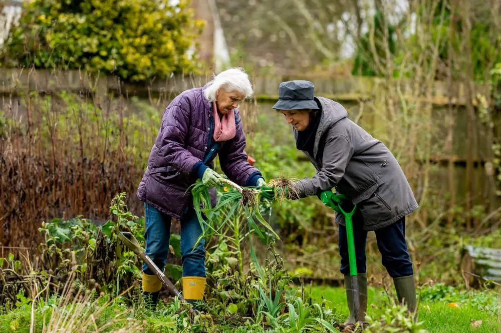 Dues veïnes grans treballen juntes en un hort i es passen les plantes que acaben d'arrencar.